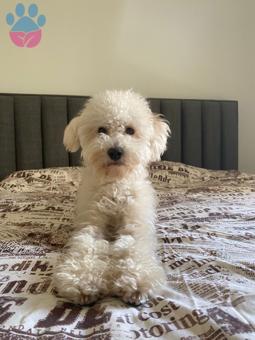 Toy Poodle 2 Yaşında Oğluma Eş Arıyorum