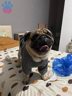 Pug 3 Yaşında Oğluma Eş Arıyorum