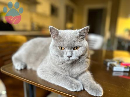 British Shorthair Oğluma Scottish Fold Eş Arıyorum