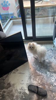 Pomeranian Boo 2 Yaşında Oğluma Eş Arıyorum