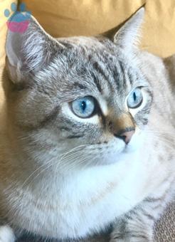 British Shorthair Oğlumuz Eş Arıyor