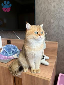 British Shorthair 2 Yaşında Kedime Eş Arıyorum