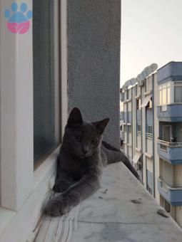 Russian Blue Kedime Eş Arıyorum 10 Aylık
