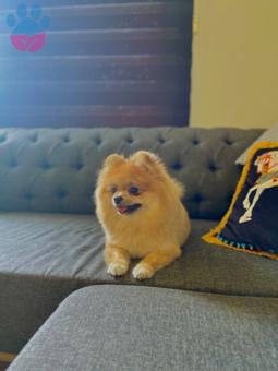 Pomeranian Boo Kızıma Şecereli Aşıları Tam Eş Arıyorum