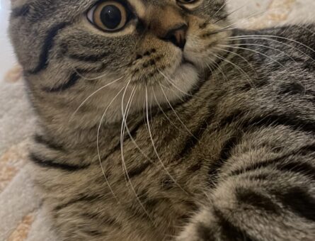 Scottish Fold Erkek Kedime Eş Arıyorum