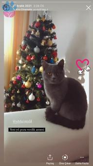 British Shorthair 1 Yaşındaki Kızıma Eş Arıyorum