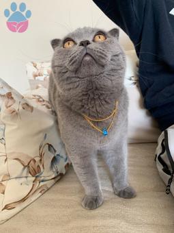 British Shorthair 9 Aylık Kedime Eş Arıyorum