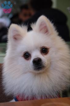 Pomeranian Boo 1.5 Yaşında Oğluma Eş Arıyorum