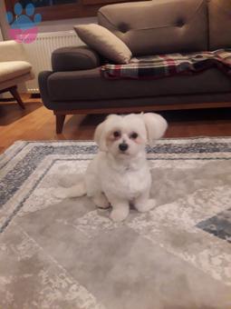 Maltese Terrier Kızımıza Eş Arıyoruz