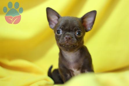 Chihuahua 1.500 Gram Oğluma Eş Arıyorum