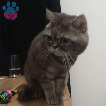 British Shorthair Kedime Acil Eş Aranıyor