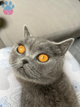 British Shorthair 1 Yaşında Kızım Kızgınlıkta