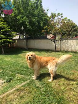 Dişi Safkan Golden Retriever Aranıyor