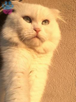 Scottish Fold Oğlumuza Dişi Eş Arıyoruz