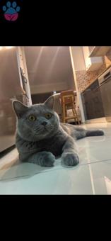 British Shorthair Herkül Eş Arıyor 1 Yaşında