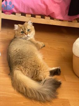 British Longhair 1 Yaşında Golden Kedime Eş Arıyorum