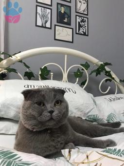 3 Yaşında Scottish Fold Oğluma Eş Arıyorum