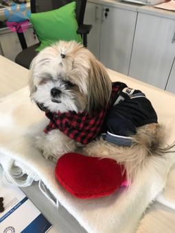 Shih Tzu 1,5 Yaşındaki Oğluma Eş Arıyorum