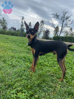 Minyatür Pinscher 1 Yaşında Eş Arıyoruz