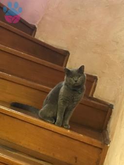 British Shorthair 2 Yaşında Oğluma Eş Arıyorum