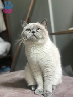 11 Aylık British Shorthair Oğluma Eş Arıyorum