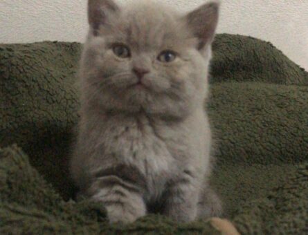 British Shorthair Bal Kızıma Eş Arıyorum