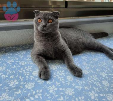 Scottish Fold Oğlum Fiko Eş Arıyor