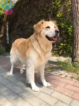 Golden Retriever Köpeğime Eş Arıyorum