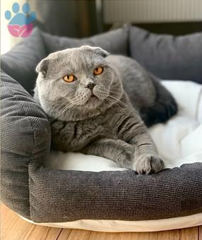 Scottish Fold Yakışıklı Oğluma Eş Arıyorum 1 Yaşında