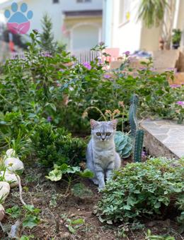 British Shorthair Kızıma Eş Arıyorum 1 Yaşında