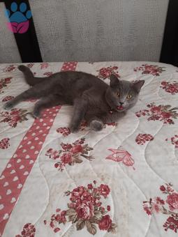 British Shorthair Kızımıza Eş Arıyoruz 1 Yaşında