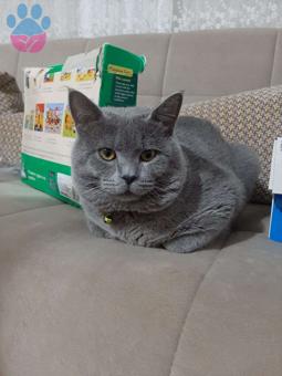 British Shorthair Cinsi Oğlumuza Eş Arıyoruz