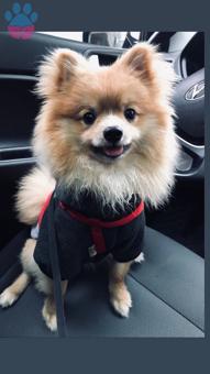 Pomeranian Boo Oğlumuz Behlüle Eş Arıyoruz