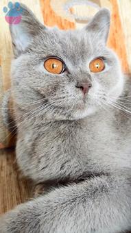 British Shorthair 11 Aylık Aşıları Tam Eş Arıyor