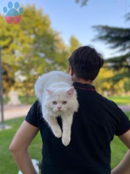 British Longhair Yakışıklı Oğluma Acil Eş Arıyorum