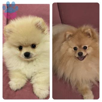 Pomeranian Boo 1 Yaşında Afacan Oğlumuza Eş Arıyoruz