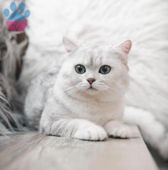 British Shorthair Oğluma Eş Arıyoruz