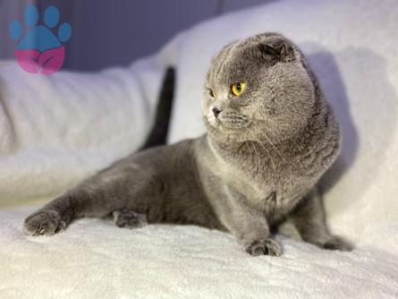 Scottish Fold Blue Oğlumuza Eş Arıyoruz