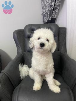 Maltese Terrier Oğluma Eş Arıyoruz Kızgınlıkta