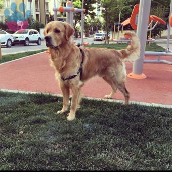 Golden Retriever Cinsi Dost Oğluma Eş Arıyorum