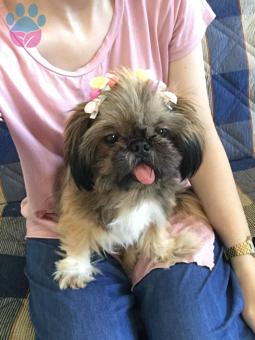 Shih Tzu Dişi Köpeğime Erkek Eş Arıyorum