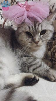 British Shorthair Minik Kızıma Eş Arıyorum