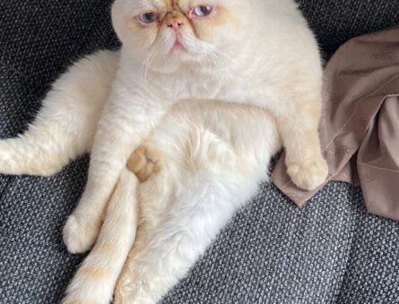 Exotic Shorthair Kızgınlıkta Eş Arıyorum