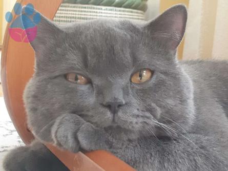 British Shorthair Çiftleştirmek İçin Dişi Aranıyor