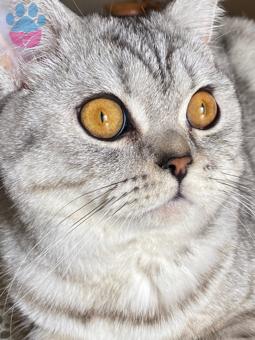 British Shorthair Tabby Kızımıza Eş Arıyoruz