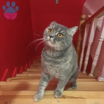 British Shorthair Kızıma Damat Arıyorum