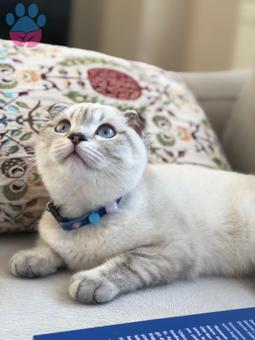 Scottish Fold Oğlumuza Dişi Talibimizi Arıyoruz