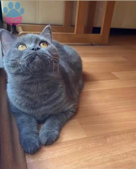 British Shorthair 1 Yaşında Kızıma Eş Arıyorum