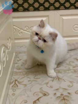 Exotic Shorthair Cinsi Bonny Eş Arıyor