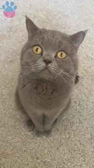 British Shorthair Oğlum Sezar Eş Arıyor